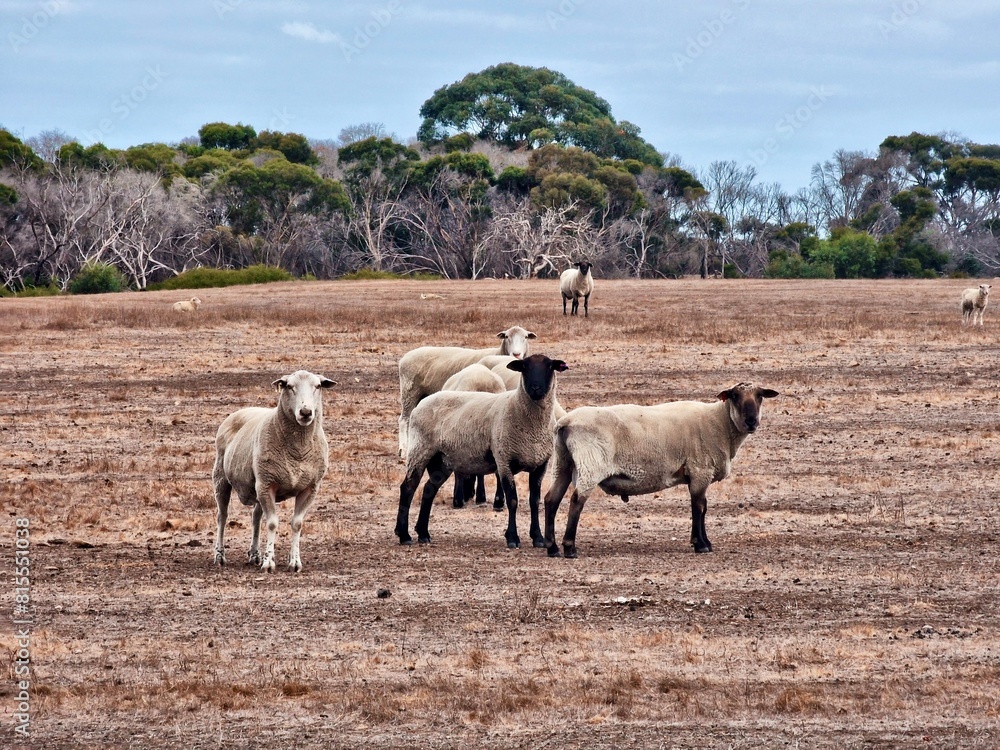 Fototapeta premium flock of sheep