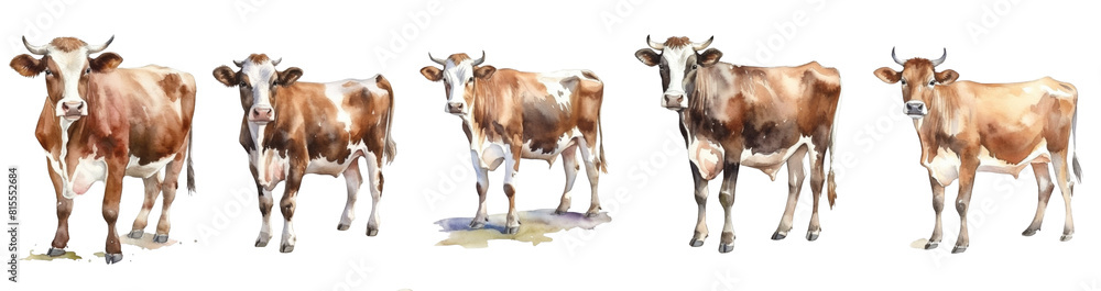 A set of watercolor illustrations of Cows breeds stand in a row in isolated on transparent background