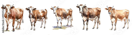 A set of watercolor illustrations of Cows breeds stand in a row in isolated on transparent background