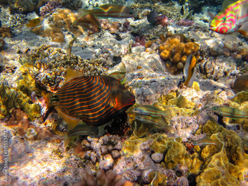 Orange-striped balistapus or Balistapus undulatus in the expanse of the coral reef of the Red Sea. Undersea world. Sea fish. photo
