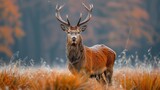 Red deer (Cervus elaphus) stag on a meadow captive Bavaria Germany