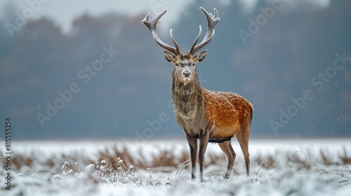 Red deer  Cervus elaphus  stag on a meadow captive Bavaria Germany