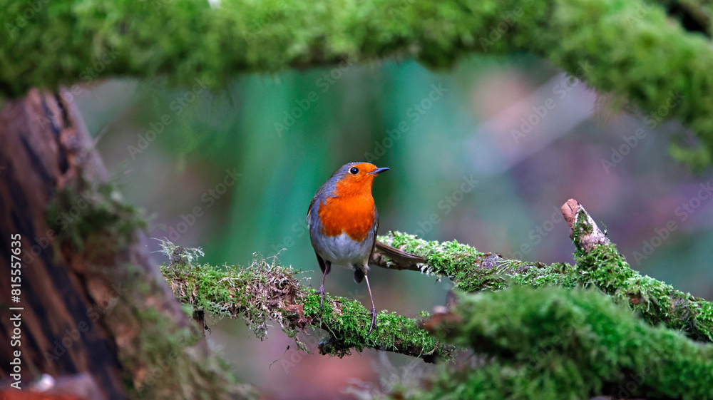 Euraisin robin at a woodland site Euraisin robin at a woodland site