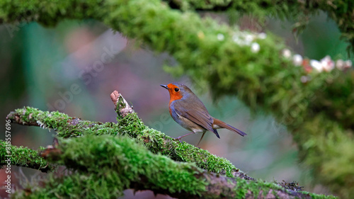 Euraisin robin at a woodland site