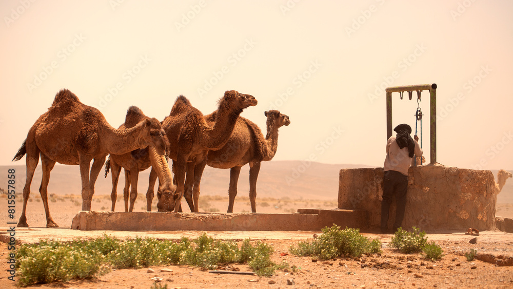 Berber watering desert dromedaries in South Morocco