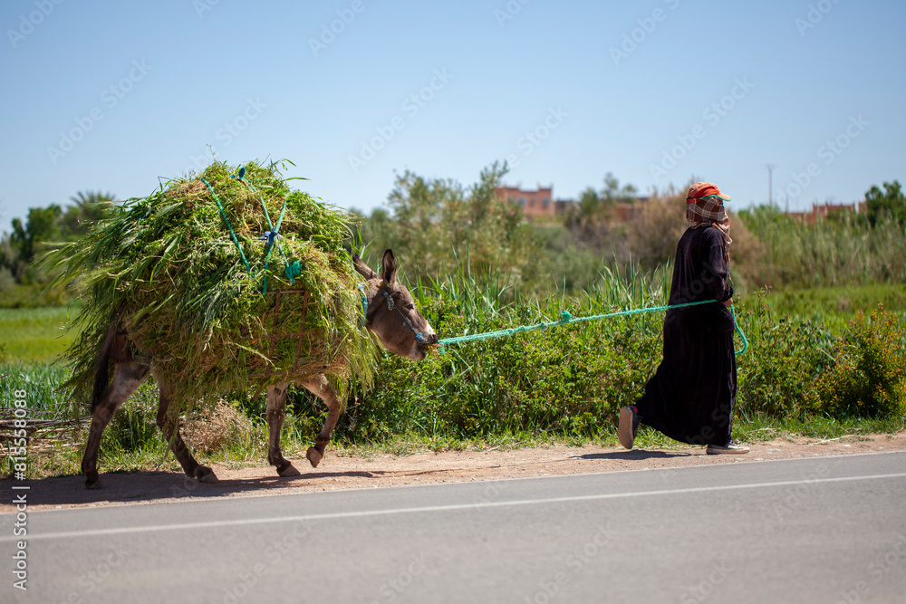 Moroccan woman leading donkey carrying alfalfa on the road