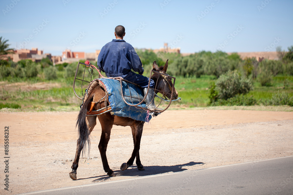 Man riding mule in southern Morocco