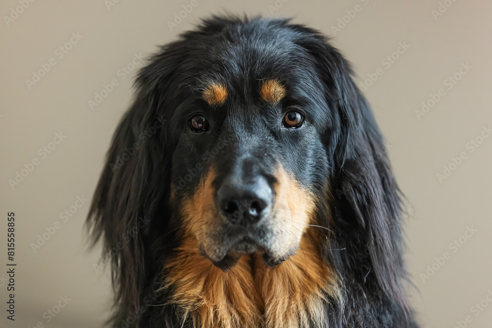 male black and gold Hovie dog hovawart looking serious in a portrait with a long lens male black and gold Hovie dog hovawart looking serious in a portrait with a long lens