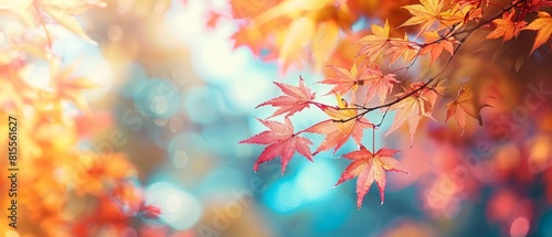A vibrant autumn scene showcasing maple leaves in mid-fall against a soft, blurred background, ideal for a seasonal banner,