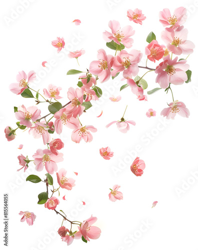 Wallpaper Mural Fresh quince blossom, beautiful pink flowers falling in the air isolated on white background Torontodigital.ca