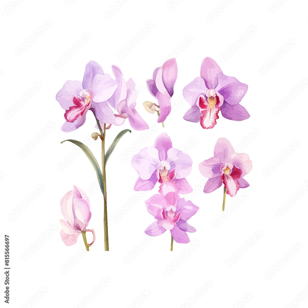 Delicate Orchids Illustration on White Background. Vector illustration design.