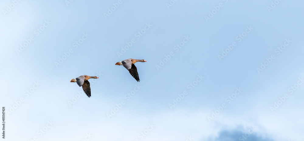 The greater white-fronted goose (Anser albifrons) in flight, geese migration The greater white-fronted goose (Anser albifrons) in flight, geese migration