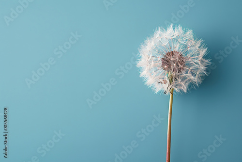 dandelion on blue empty background  with empty copy space 