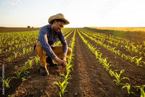 African farmer is examining corn field. He is satisfied with progress of plants.