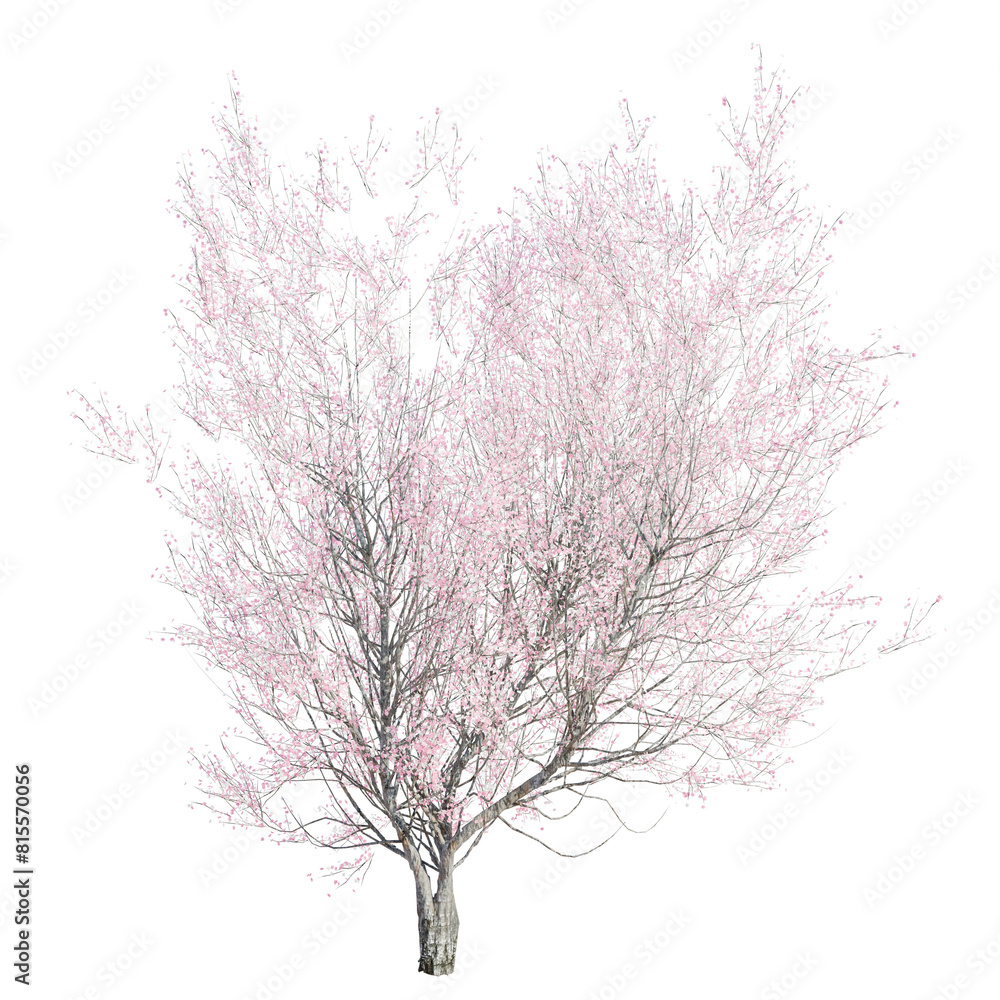Fototapeta premium tree isolated on white or transparent background