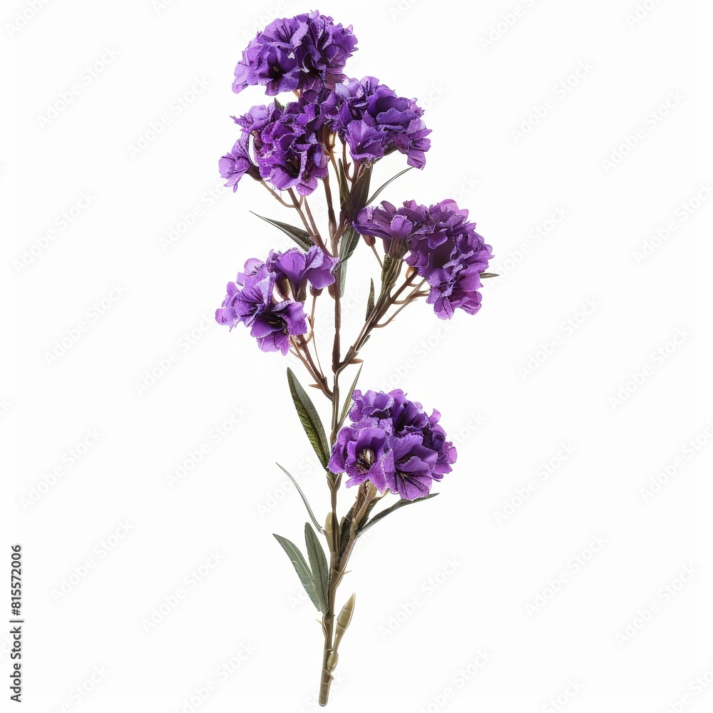 Obraz premium A photo of Statice , single object , Di-Cut PNG style , isolated on white background