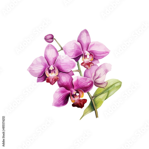 Beautiful Pink Orchid. Vector illustration design.