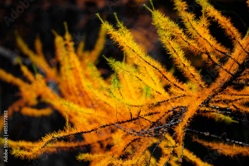 Les mélèze à l'automne