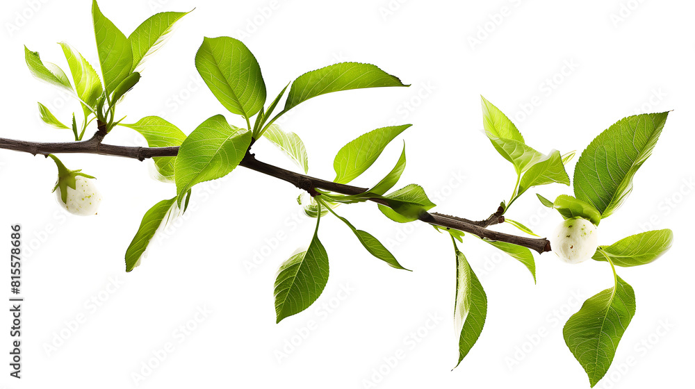 Fresh Spring Branch with Leaves and Blossoms Isolated on White Fresh Spring Branch with Leaves and Blossoms Isolated on White