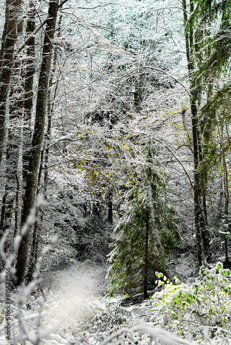 Forêt sous la neige