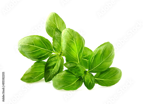 Basil leaves in closeup on white background.