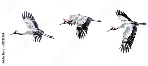 3 red-crowned cranes flying in different directions, on a pure white background, in the style of high definition photography, at a high resolution, of high quality photo
