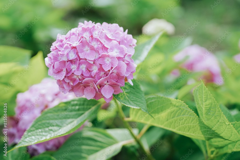 Blooming cultivar bigleaf hydrangea (Hydrangea macrophylla 'Endless Summer') in the summer garden