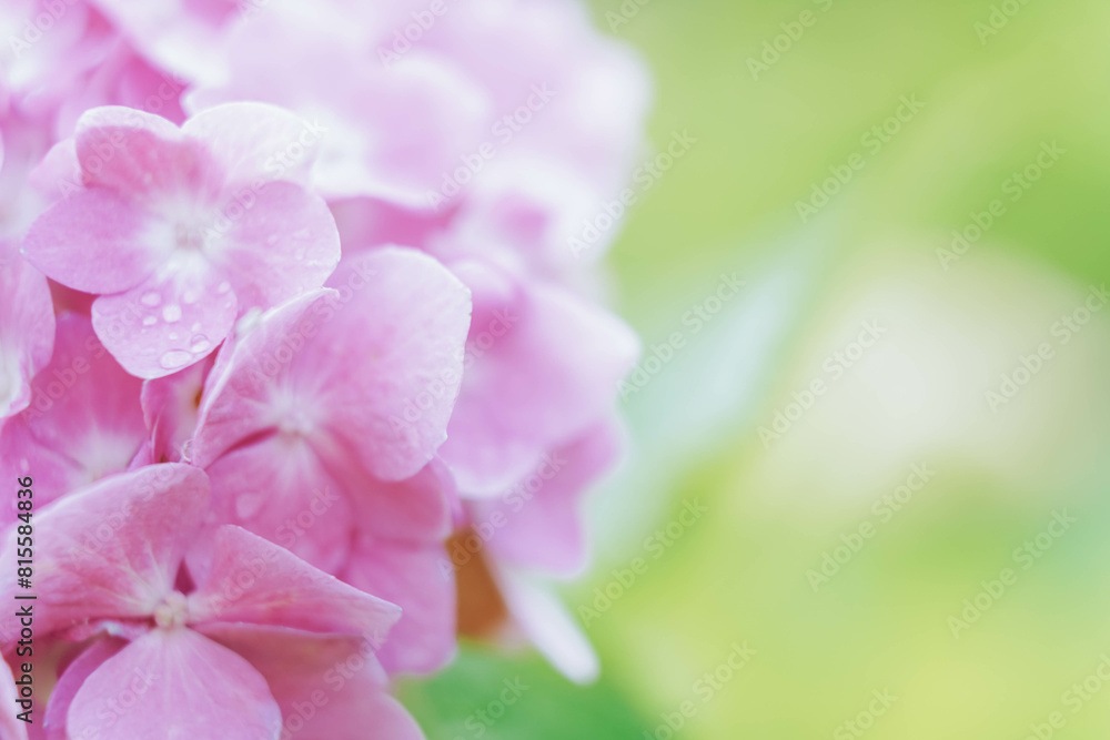 Delicate natural floral background in light pink pastel colors. Hydrangea flowers in nature close-up with soft focus.. Delicate natural floral background in light pink pastel colors. Hydrangea flowers in nature close-up with soft focus..