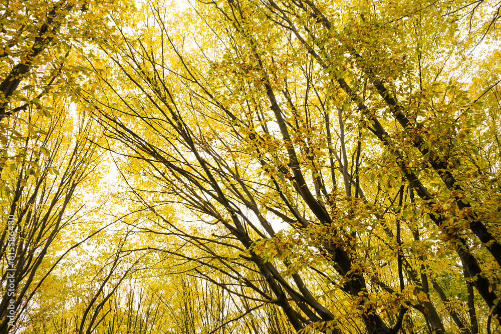 Fototapeta premium Trees with yellow leaves in the forest in autumn. Natural landscape. Nature.