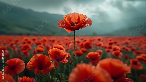 Amidst a field of poppies  a single bloom stands out  its intricate details a testament to the resilience of life.