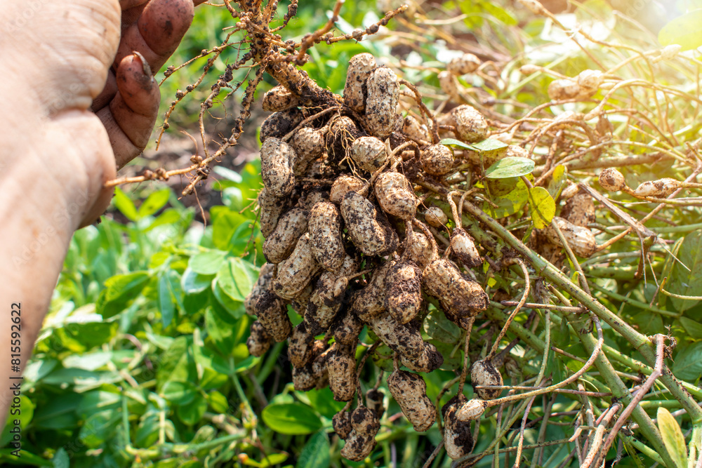 Fresh peanuts plants with roots plants harvest of peanut plants. Fresh peanuts plants with roots plants harvest of peanut plants.