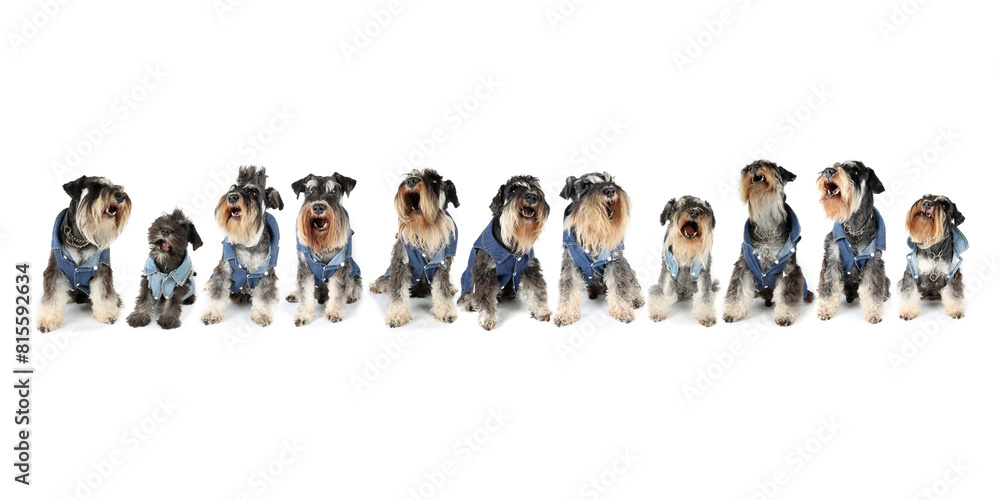Obraz premium big group of miniature schnauzer dog with jacket isolated on white 
