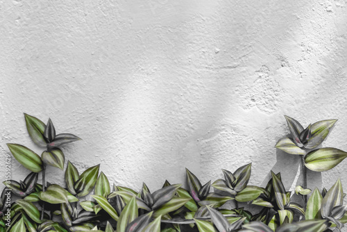 Leaf plant silver inch  or tradescantia zebrinahort growing on grey concrete wall background photo