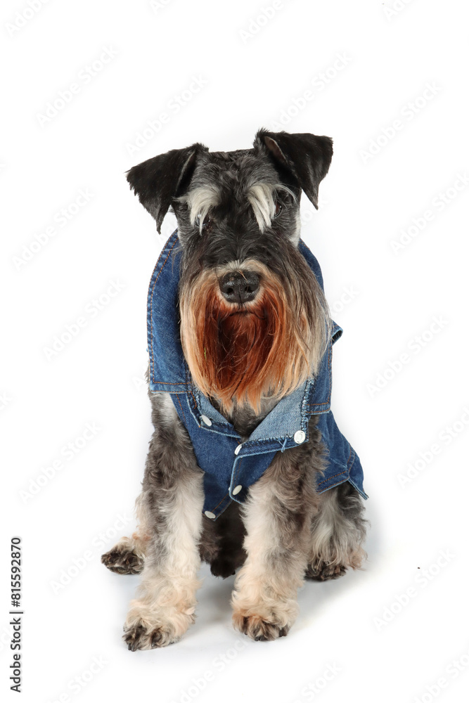 miniature schnauzer dog with denim vest isolated on white 