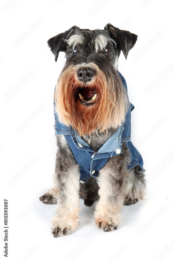 miniature schnauzer dog with denim vest isolated on white 