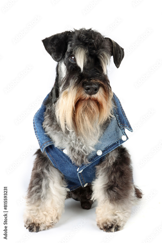 miniature schnauzer dog with denim vest isolated on white 