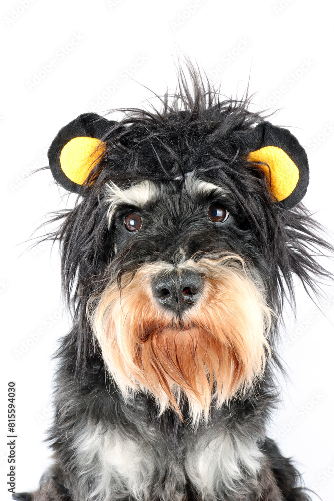 Naklejka premium dog dressed as a lion with a black mane isolated on white 