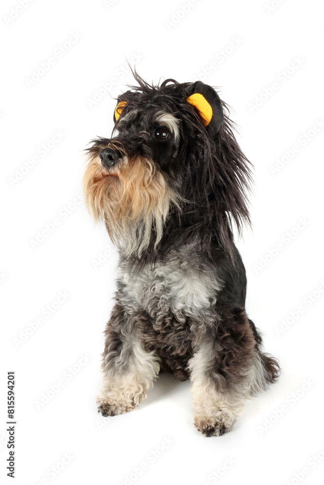 dog dressed as a lion with a black mane isolated on white 