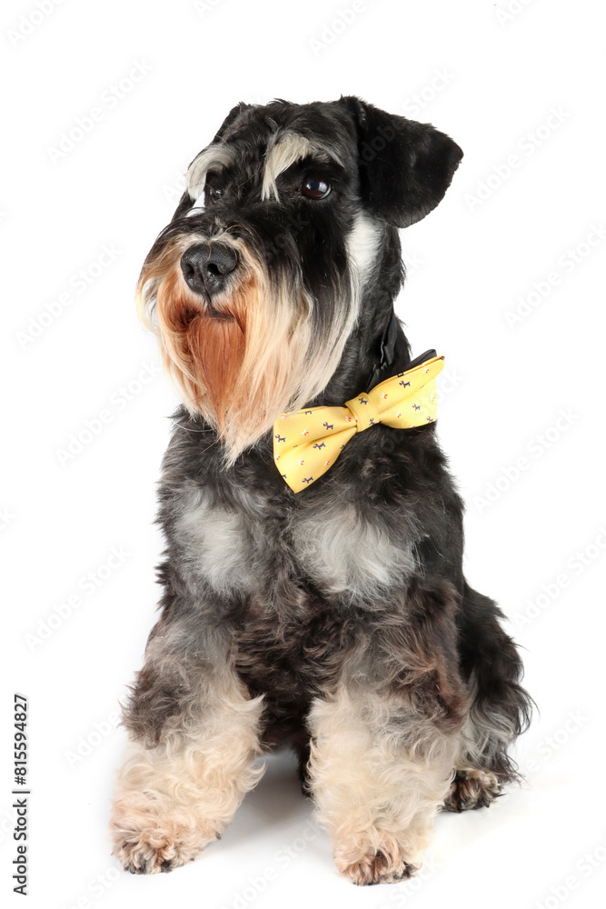 sitting miniature schnauzer dog with bow tie , isolated on white background sitting miniature schnauzer dog with bow tie , isolated on white background