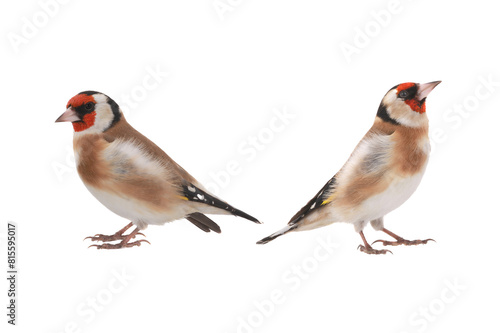 two goldfinch isolated on a white background