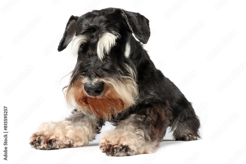 lying dog isolated on white lying dog isolated on white
