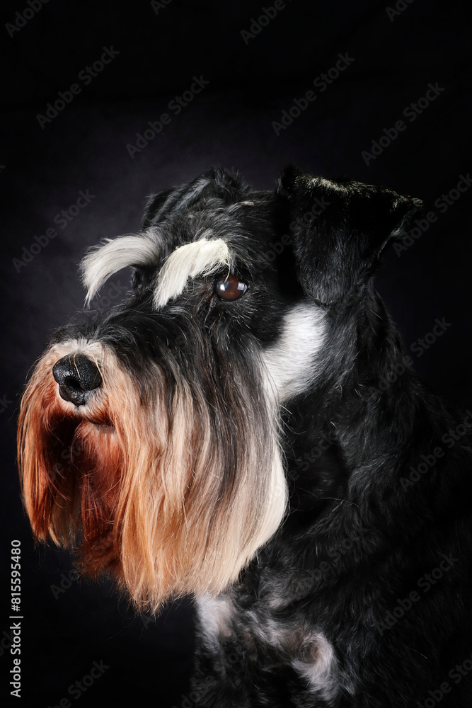 portrait of miniature schnauzer black and silver on black background portrait of miniature schnauzer black and silver on black background