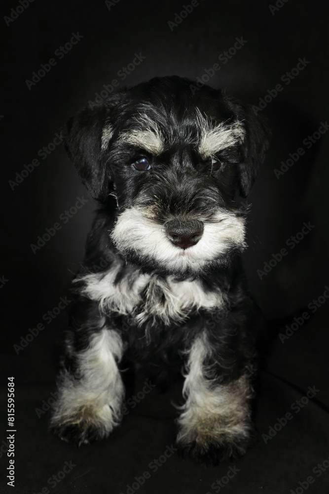 miniature schnauzer puppy in black background 