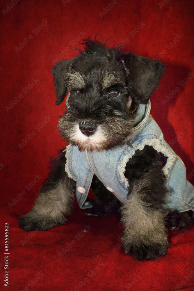 puppy sitting with a jean jacket on red background 