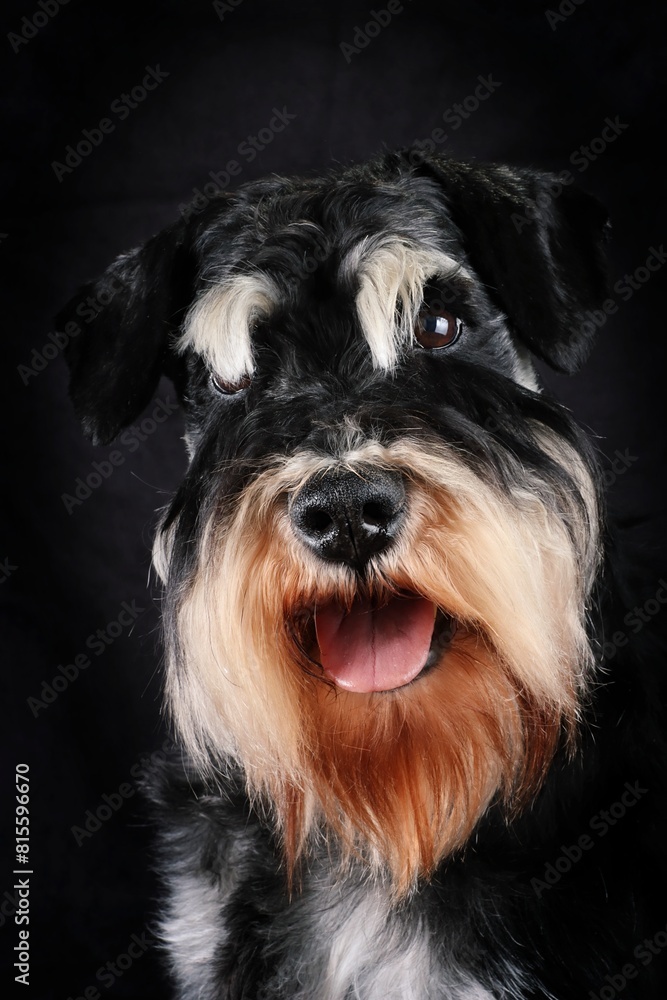portrait of miniature schnauzer black and silver on black background portrait of miniature schnauzer black and silver on black background