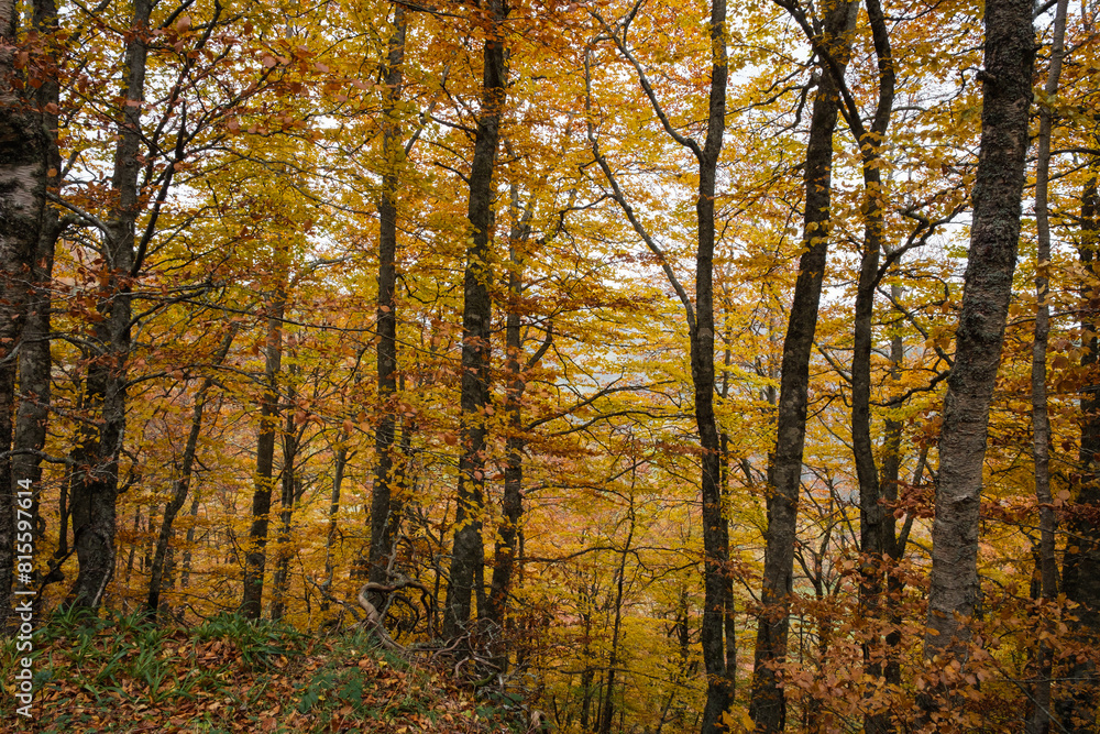Leafy row of trees with golden leaves. Leafy row of trees with golden leaves.