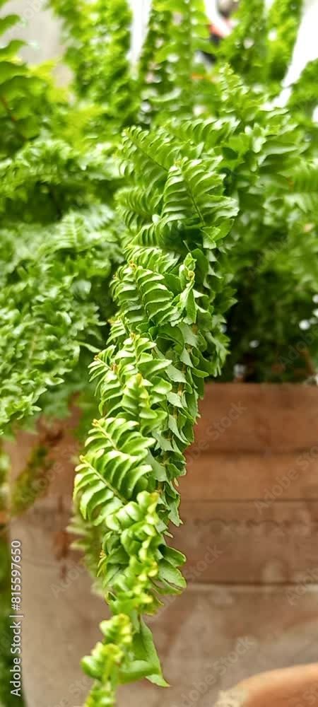 fern in the garden, fern leaves fern in the garden, fern leaves