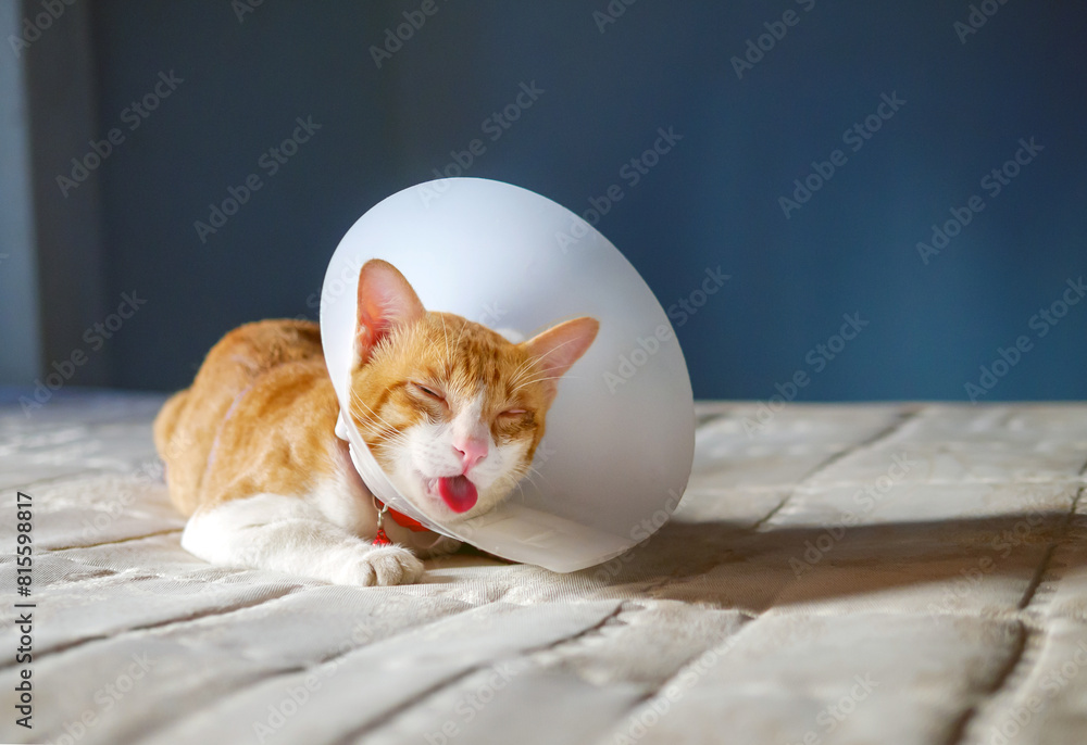 Naklejka premium Sick orange cat in the room with Elizabethan plastic collar or cone collar prevent him scratch his eye, Cute cat wearing a protective plastic collar cone