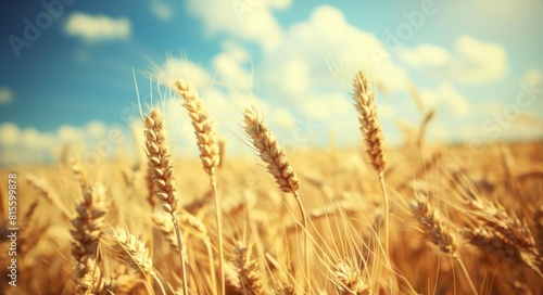 Harvest Sky. Ripe Wheat Spikelets in Field  Blurred Background Photo