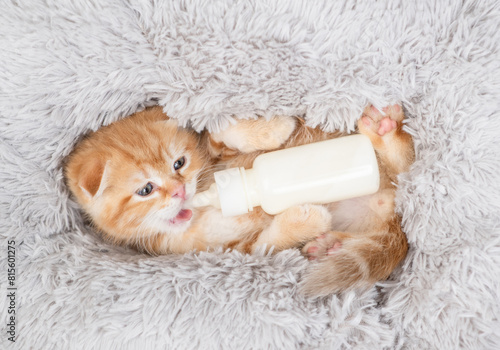 Cozy kitten lying in cozy fluffy pillow on a bed and holding bottle of milk. Top down view